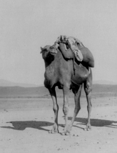 U.S. Army Camel 1856